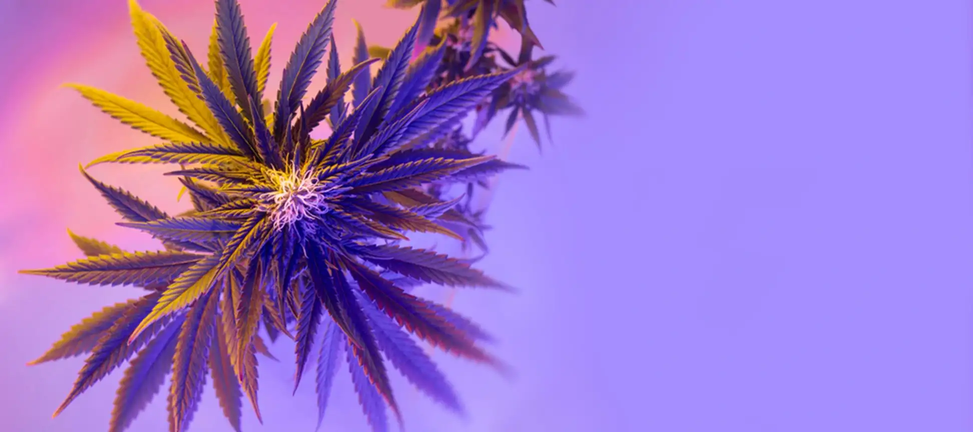 cannabis flowers